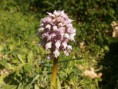 /album/galleria-fotografica/orchis-tridentata-jpg/